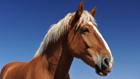 Haflingi