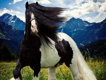 Gyönyrű Tinker