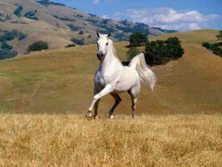 Arab Telivér