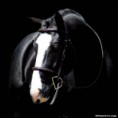 /album/fenykepgaleria/a001-hanoverian-horse-stallion-jpg1/